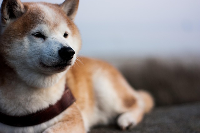 Akita inu má ráda pohyb.
